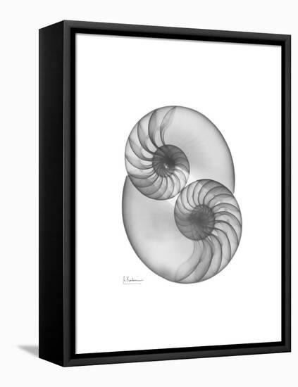 Nautilus Pair 2-Albert Koetsier-Framed Stretched Canvas