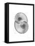Nautilus Pair 2-Albert Koetsier-Framed Stretched Canvas