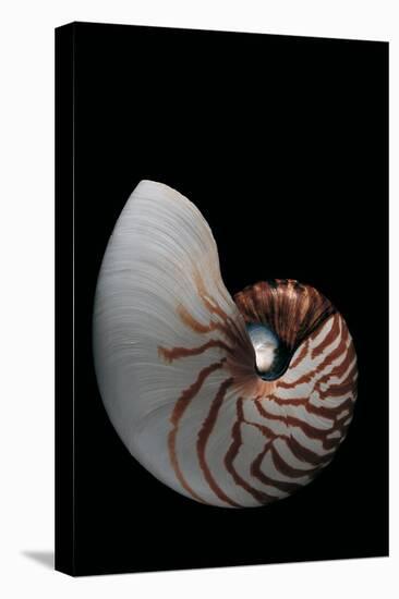 Nautilus Pompilius-Paul Starosta-Stretched Canvas