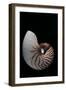 Nautilus Pompilius-Paul Starosta-Framed Premium Photographic Print