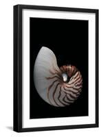 Nautilus Pompilius-Paul Starosta-Framed Premium Photographic Print