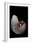 Nautilus Pompilius-Paul Starosta-Framed Premium Photographic Print