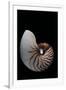 Nautilus Pompilius-Paul Starosta-Framed Premium Photographic Print