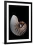 Nautilus Pompilius-Paul Starosta-Framed Premium Photographic Print