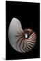 Nautilus Pompilius-Paul Starosta-Mounted Premium Photographic Print