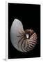 Nautilus Pompilius-Paul Starosta-Framed Premium Photographic Print