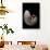 Nautilus Pompilius-Paul Starosta-Mounted Premium Photographic Print displayed on a wall