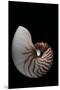 Nautilus Pompilius-Paul Starosta-Mounted Premium Photographic Print