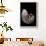 Nautilus Pompilius-Paul Starosta-Framed Photographic Print displayed on a wall