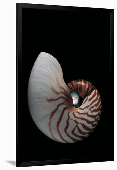 Nautilus Pompilius-Paul Starosta-Framed Photographic Print