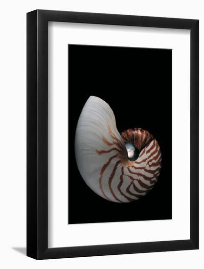 Nautilus Pompilius-Paul Starosta-Framed Photographic Print