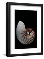 Nautilus Pompilius-Paul Starosta-Framed Photographic Print