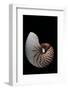 Nautilus Pompilius-Paul Starosta-Framed Photographic Print