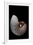 Nautilus Pompilius-Paul Starosta-Framed Photographic Print