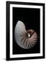 Nautilus Pompilius-Paul Starosta-Framed Photographic Print