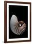Nautilus Pompilius-Paul Starosta-Framed Photographic Print