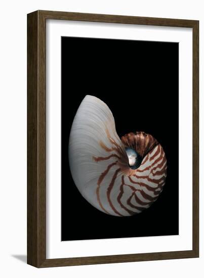 Nautilus Pompilius-Paul Starosta-Framed Photographic Print