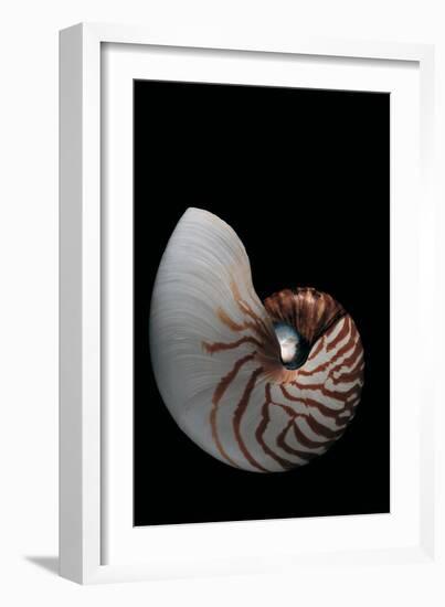 Nautilus Pompilius-Paul Starosta-Framed Photographic Print