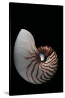 Nautilus Pompilius-Paul Starosta-Stretched Canvas