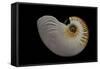 Nautilus Scrobiculatus-Paul Starosta-Framed Stretched Canvas