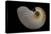 Nautilus Scrobiculatus-Paul Starosta-Stretched Canvas