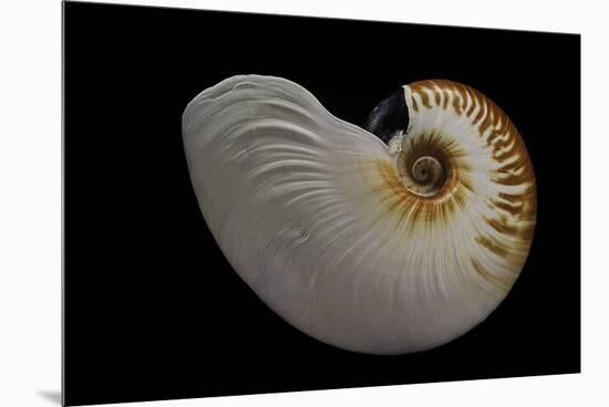 Nautilus Scrobiculatus-Paul Starosta-Mounted Premium Photographic Print