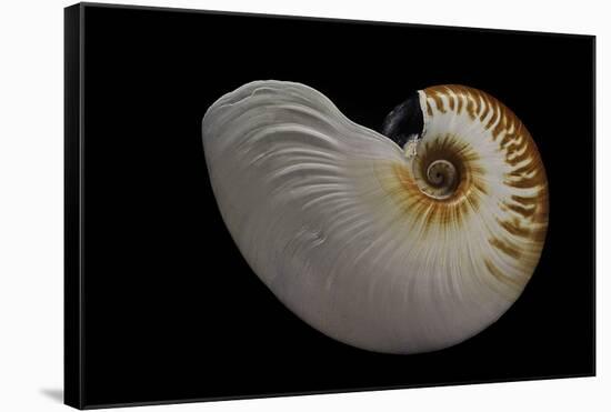 Nautilus Scrobiculatus-Paul Starosta-Framed Stretched Canvas