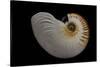 Nautilus Scrobiculatus-Paul Starosta-Stretched Canvas