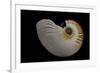 Nautilus Scrobiculatus-Paul Starosta-Framed Photographic Print