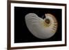 Nautilus Scrobiculatus-Paul Starosta-Framed Photographic Print