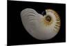 Nautilus Scrobiculatus-Paul Starosta-Mounted Photographic Print