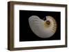 Nautilus Scrobiculatus-Paul Starosta-Framed Photographic Print