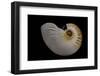 Nautilus Scrobiculatus-Paul Starosta-Framed Photographic Print