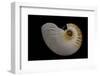 Nautilus Scrobiculatus-Paul Starosta-Framed Photographic Print