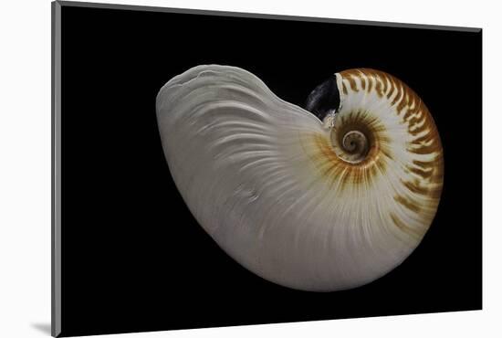 Nautilus Scrobiculatus-Paul Starosta-Mounted Photographic Print