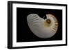 Nautilus Scrobiculatus-Paul Starosta-Framed Photographic Print