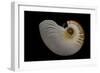 Nautilus Scrobiculatus-Paul Starosta-Framed Photographic Print