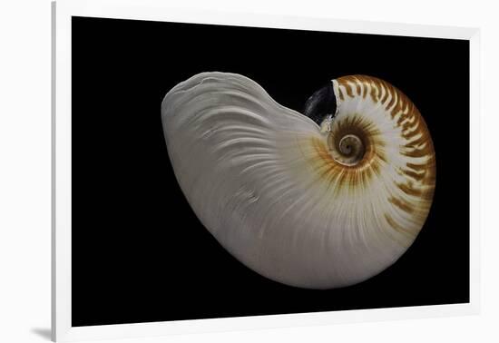 Nautilus Scrobiculatus-Paul Starosta-Framed Photographic Print