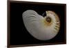 Nautilus Scrobiculatus-Paul Starosta-Framed Photographic Print