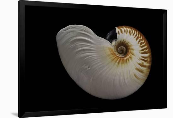 Nautilus Scrobiculatus-Paul Starosta-Framed Photographic Print