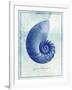 Nautilus Shell B-GI ArtLab-Framed Giclee Print