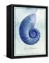 Nautilus Shell B-GI ArtLab-Framed Stretched Canvas