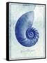 Nautilus Shell B-GI ArtLab-Framed Stretched Canvas