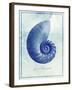 Nautilus Shell B-GI ArtLab-Framed Giclee Print