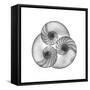 Nautilus Shell Gray-Albert Koetsier-Framed Stretched Canvas