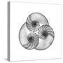 Nautilus Shell Gray-Albert Koetsier-Stretched Canvas