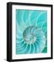 Nautilus Shell II-null-Framed Premium Giclee Print