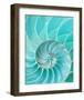 Nautilus Shell II-null-Framed Premium Giclee Print