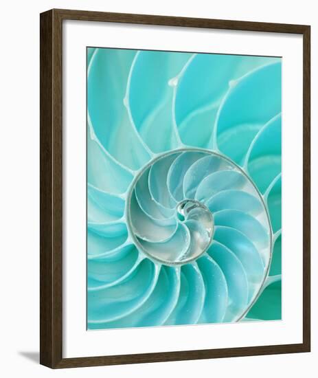 Nautilus Shell II-null-Framed Art Print