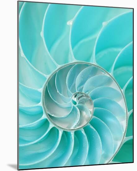 Nautilus Shell II-null-Mounted Art Print